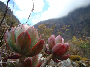 Planta de fleece